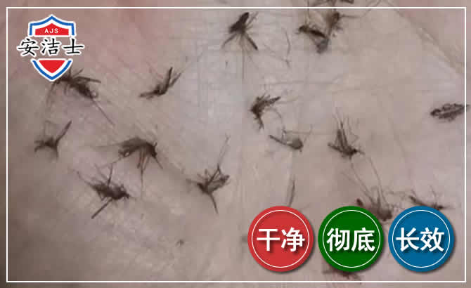 泰顺蚊子防治-灭蚊