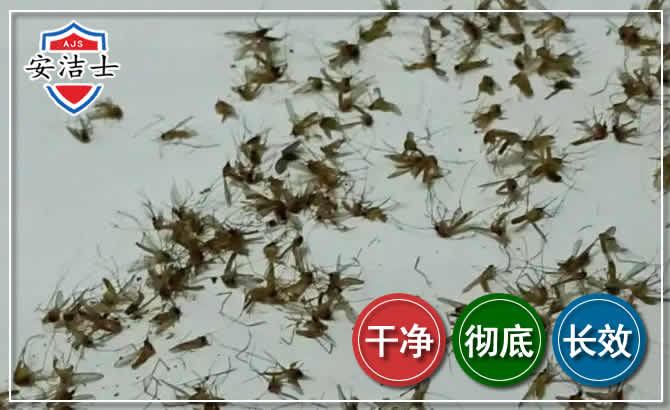 泰顺苍蝇防治-灭蝇