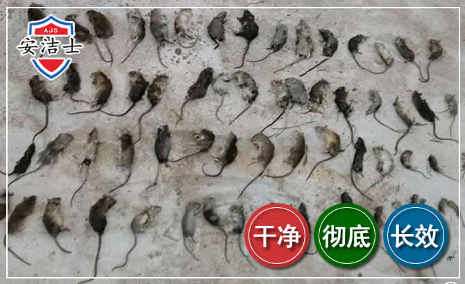 泰顺鼠害防治-灭鼠