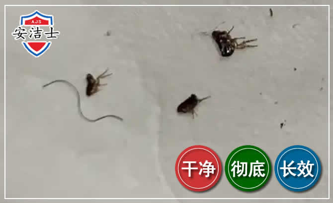 泰顺跳蚤防治-灭跳蚤