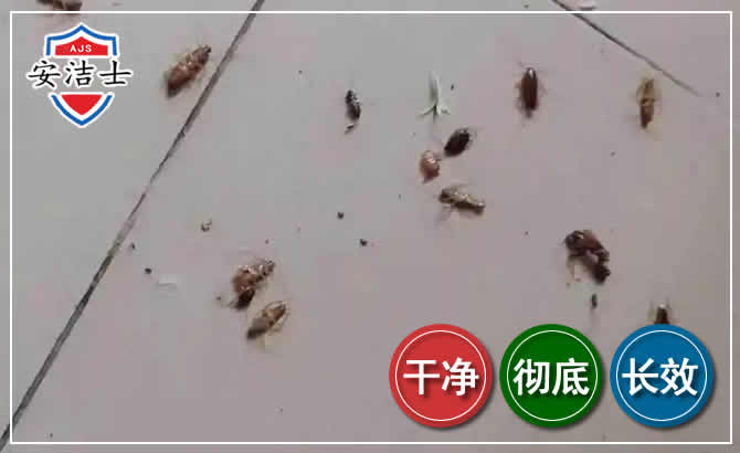泰顺蟑螂防治-灭蟑螂