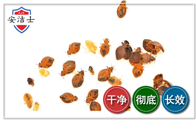 泰顺臭虫防治-消灭臭虫